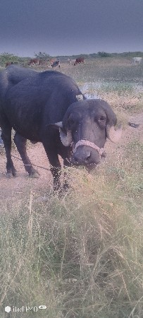 थंबनेल 2