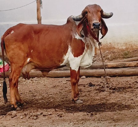 थंबनेल 2