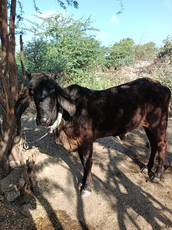 थंबनेल 2