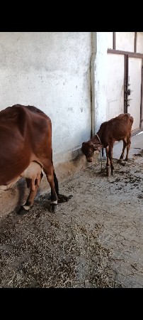 કણકોટડી બાબરા અમરેલી