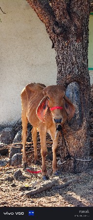 ગીર વાસડી વેચવાની છે