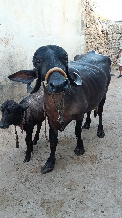 ભેંશ આપવાની છે