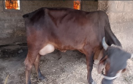 થંબનેલ 2