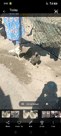 perrot back 2 female for sel