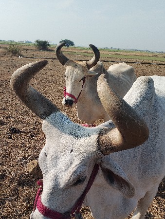 બળદ વેચવાના છે