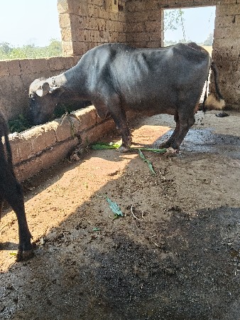 ભેંસ વેચવાની છે