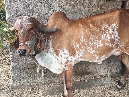 3 જુ વેતર