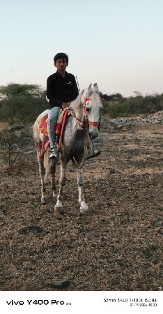 ઘોડી વેચવાની છે. 9016666517 કાળુભાઈ