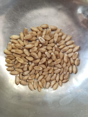 ઘઉં  ટુકળાં  513