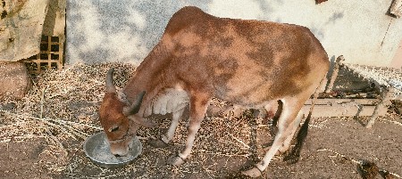 ગાય વેચવાની છે