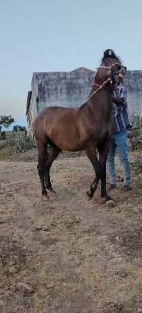 થંબનેલ 2