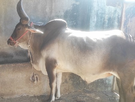 બળદ વેંચવાનો છે સાવ સોજો