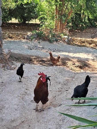 થંબનેલ 2