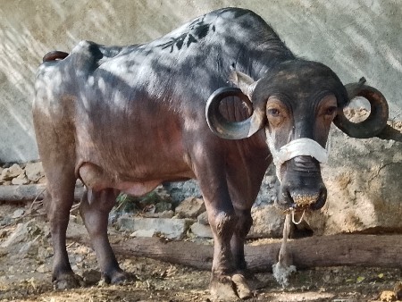 બીજા વેતરમાં