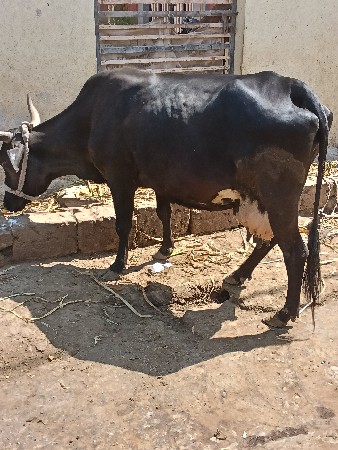 थंबनेल 3