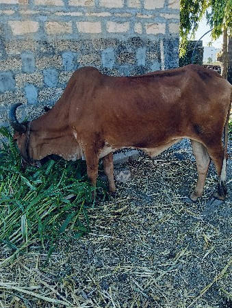 थंबनेल 3