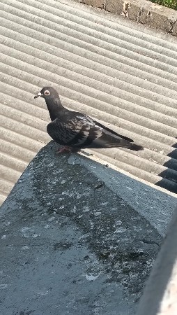 હુમર કબૂતર લેવાના છે લોટ હોય તો