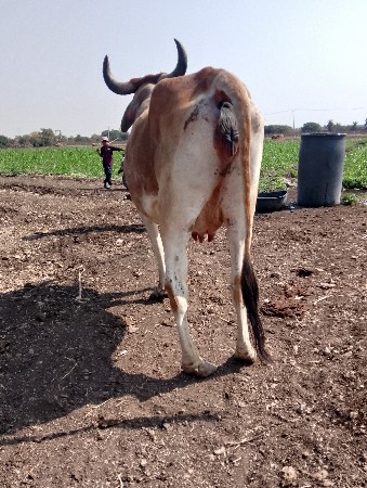 ટોટલ જવાબદારી ધોવાના દે તો મૂકી જાવ