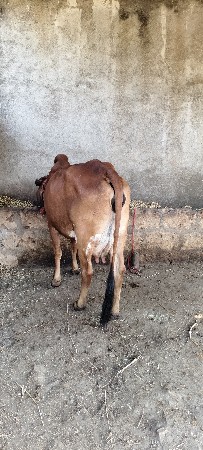 હોડકી વેચવાની છે