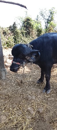 પાડો‌ વેચવાનો  છે