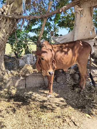 ગીર હોરકી વેચવાની છે