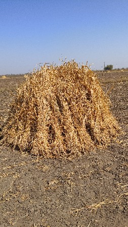 સાર વેસવાની છે.