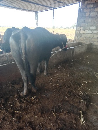 थंबनेल 3