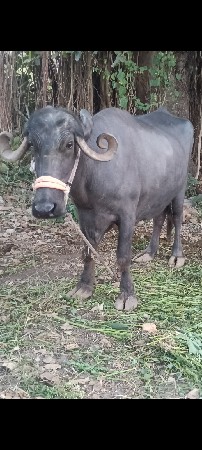 ભેસ વેચવાનિ છે