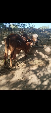 ગીર ગાય વેસવાની સે