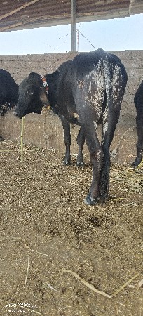 ગીર ક્રોસ