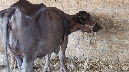 थंबनेल 3