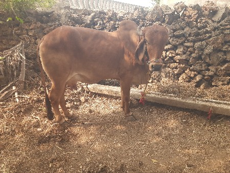 थंबनेल 3