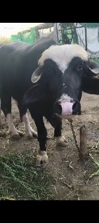 9723197610  ફોન કરો