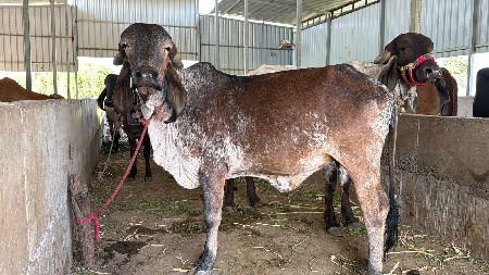 थंबनेल 3