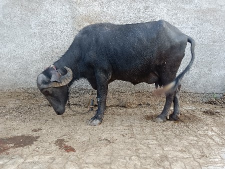 ભેંસ વેચવાની છે