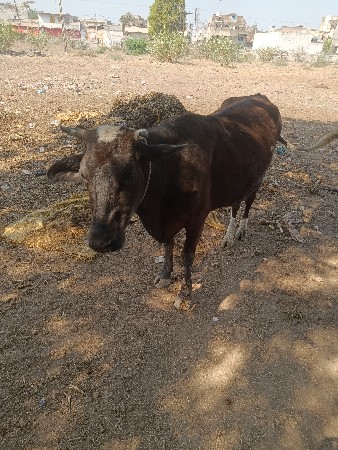 પેલું વેતર દોઢ મહિનાની વિયાણેલ