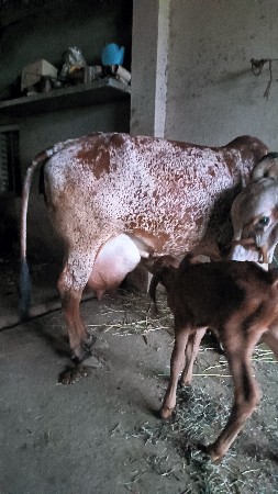 थंबनेल 3