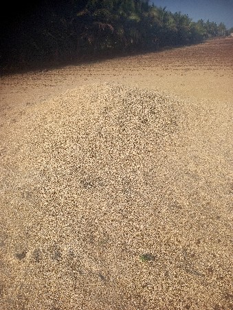 ચણાનું ખારીયુ