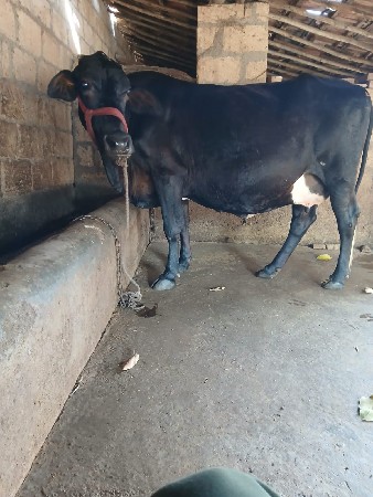 थंबनेल 3