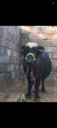 ભેંસ વેચવાની છે