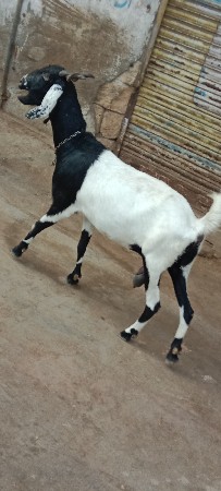 થંબનેલ 2