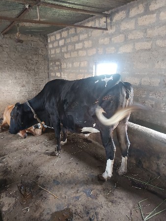 થંબનેલ 3