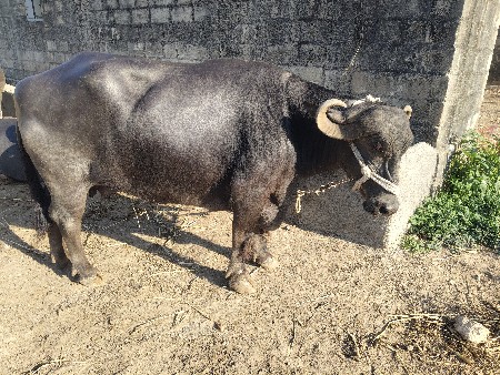 थंबनेल 3