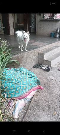 દોઢ બે વર્ષ નો મેલ ડોગ સે