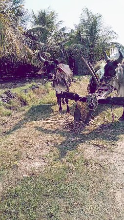 ચાલુ વાછડા વેચવાના છે