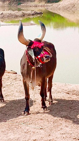 थंबनेल 2