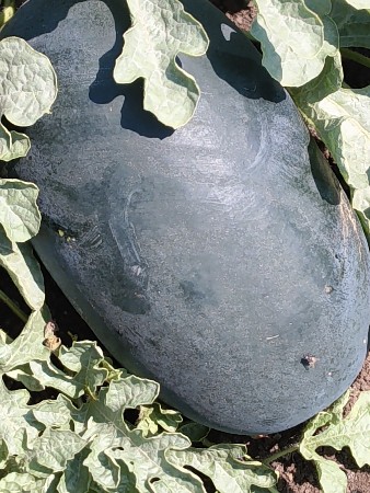 थंबनेल 2