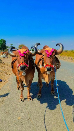 ફુલ જવાબદારીથી વેચવાના છે ભરત