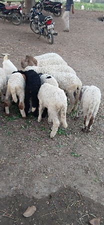 થંબનેલ 3