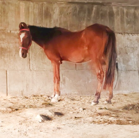 થંબનેલ 2